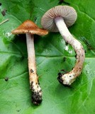 Inocybe pusio image