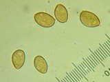 Inocybe pusio image
