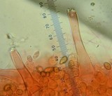 Inocybe pusio image