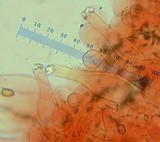 Inocybe pusio image