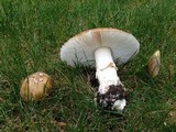 Amanita ameripanthera image