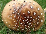 Amanita ameripanthera image