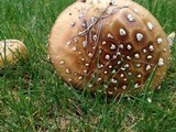 Amanita ameripanthera image