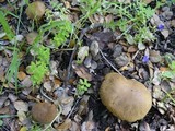 Boletus subtomentosus image