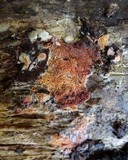Ceriporia purpurea image