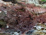 Ceriporia purpurea image