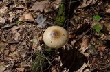 Amanita solaniolens image