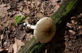 Amanita solaniolens image