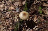 Amanita solaniolens image