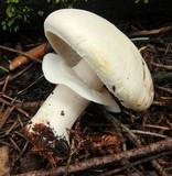Agaricus silvicola image
