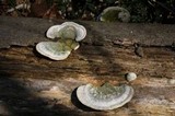Trametes gibbosa image