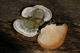 Trametes gibbosa image