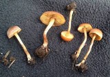 Crassisporium funariophilum image