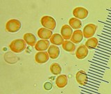 Tricholoma saponaceum image