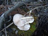 Pluteus granularis image