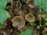 Entoloma vernum image