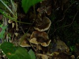 Entoloma vernum image