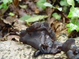 Exidia truncata image