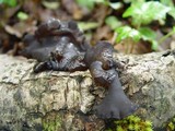 Exidia truncata image