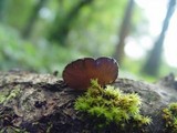 Exidia truncata image