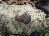 Exidia truncata image