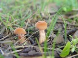 Laccaria bicolor image