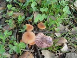 Laccaria bicolor image
