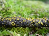Dacrymyces capitatus image