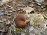Lactarius subumbonatus image