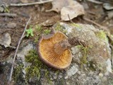 Lactarius subumbonatus image
