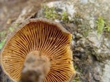 Lactarius subumbonatus image