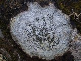 Lecidea grisella image