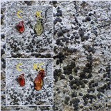 Lecidea grisella image