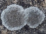 Aspicilia radiosa image