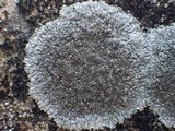 Aspicilia radiosa image