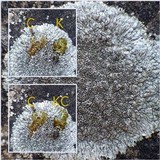 Aspicilia radiosa image