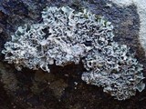 Cladonia pocillum image