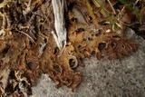 Pseudocyphellaria lechleri image