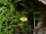 Rickenella fibula image
