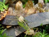 Rickenella fibula image