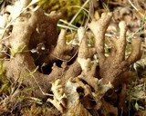 Pseudocyphellaria lechleri image