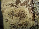 Physcia clementei image