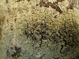 Physcia clementei image