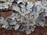 Parmotrema austrosinense image