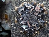 Parmotrema austrosinense image