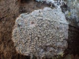 Ochrolechia szatalaensis image