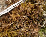 Pseudocyphellaria lechleri image