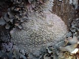 Ochrolechia szatalaensis image