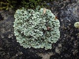 Squamarina cartilaginea var. cartilaginea image