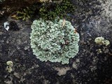 Squamarina cartilaginea var. cartilaginea image